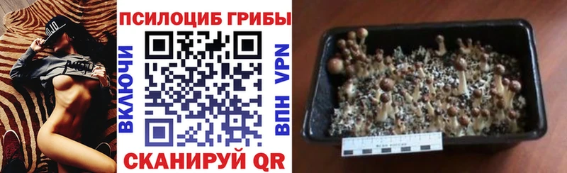Галлюциногенные грибы Psilocybine cubensis Купить Пыталово